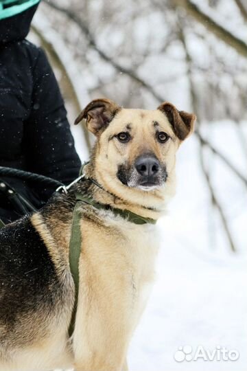Арнольд в добрые руки