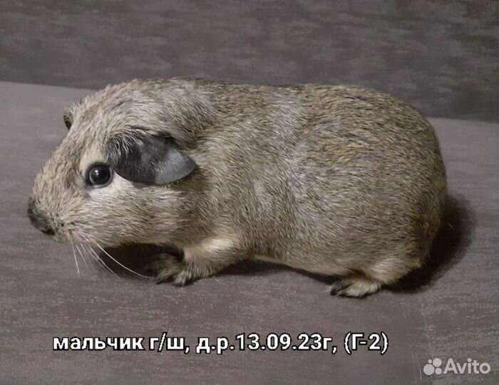 Морские свинки