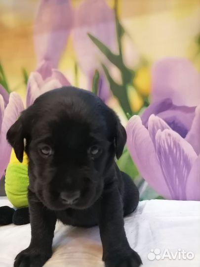 Щенки лабрадора