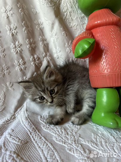 Супер пушистики