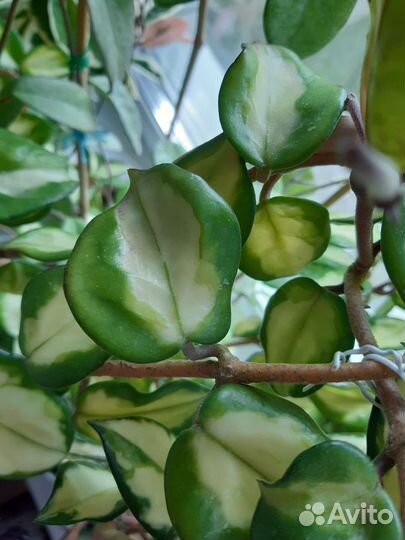 Хойи сортовые 4