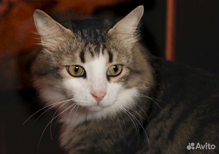 Котик ищет дом