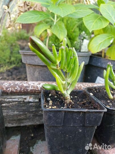 Красула толстянка хоббит