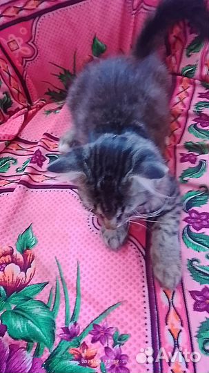 Отдам котят