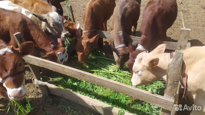 Телята бычки