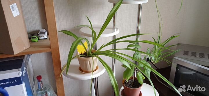 Отдам в дар растения Хлорофитум
