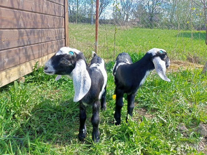 Нубийские козочки