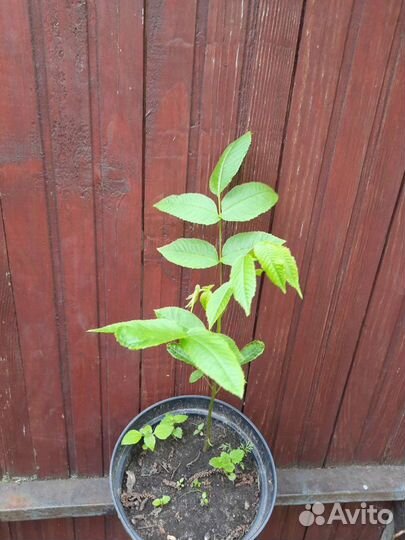 Маньчжурский орех