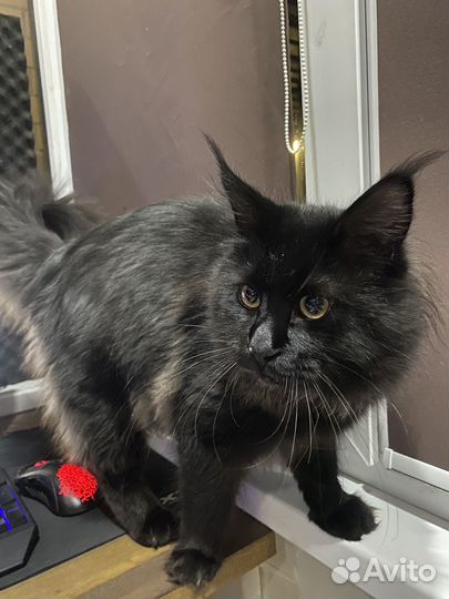 Котик ищет кошечку