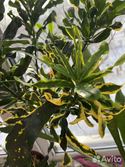 Кротон твист энд поинт