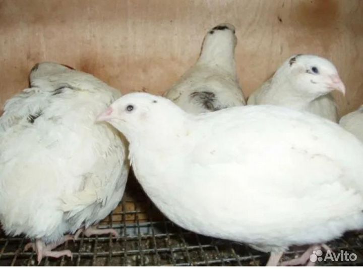 Техасский перепел