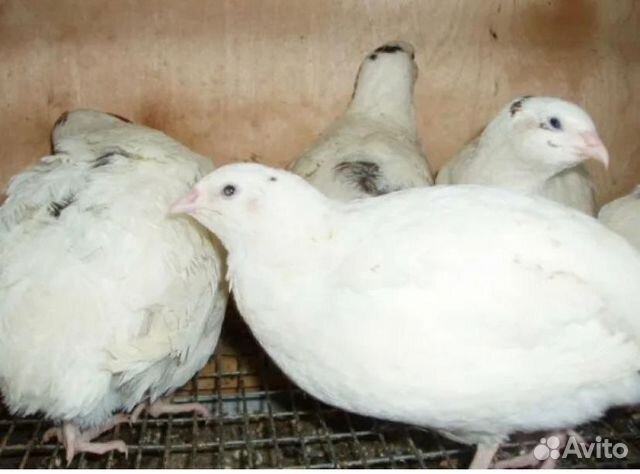 Техасский перепел