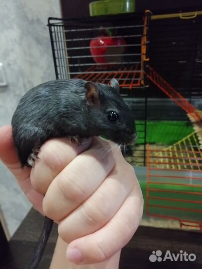 Мышь песчанка