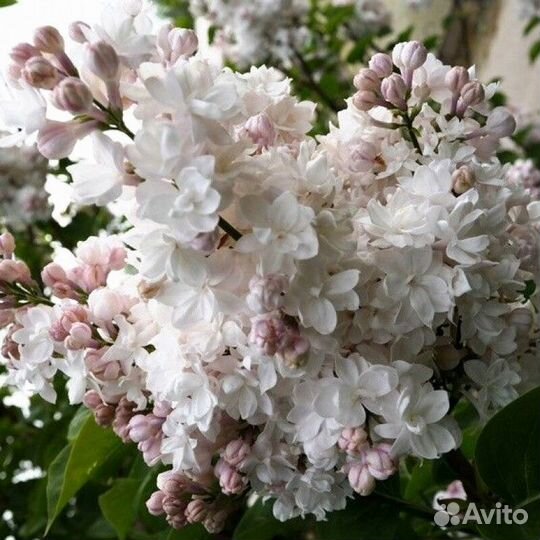 Сирень обыкновенная красавица Высота от 50см