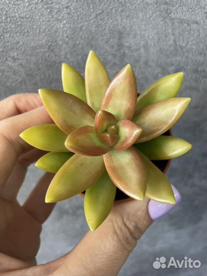 Суккуленты цветы растения