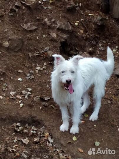 Собака в добрые руки