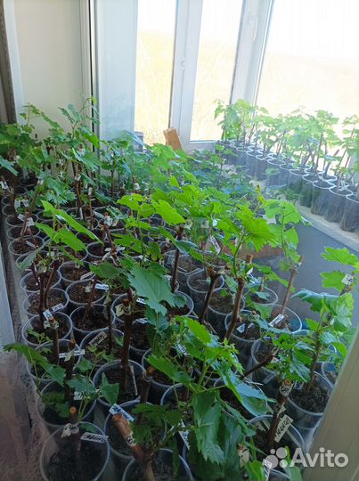 Продам саженцы винограда