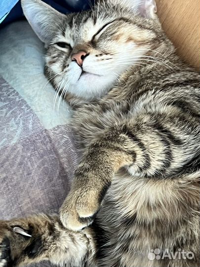 Кошка