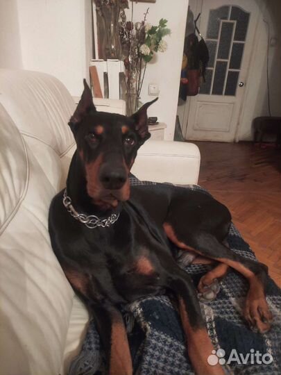 Передержка собак любых пород