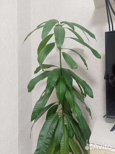 Дерево манго, пальма