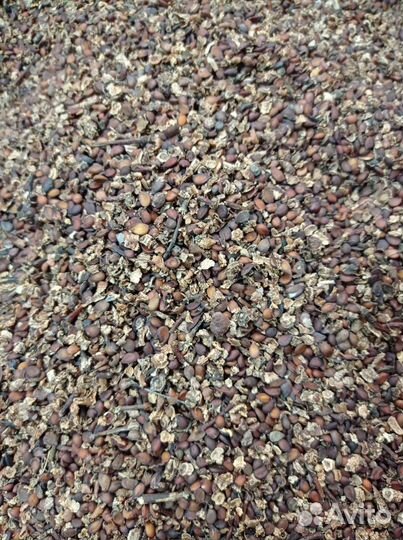 Семена груши