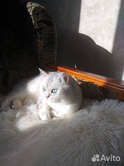 Продам кота
