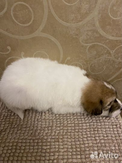Щенки в дар бесплатно