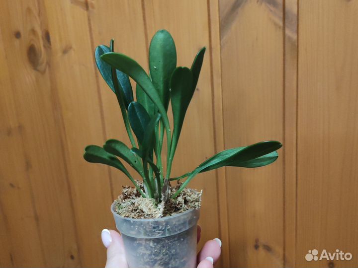 Орхидея Masdevallia schroederiana