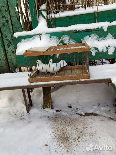 Ижевские голуби и венгры