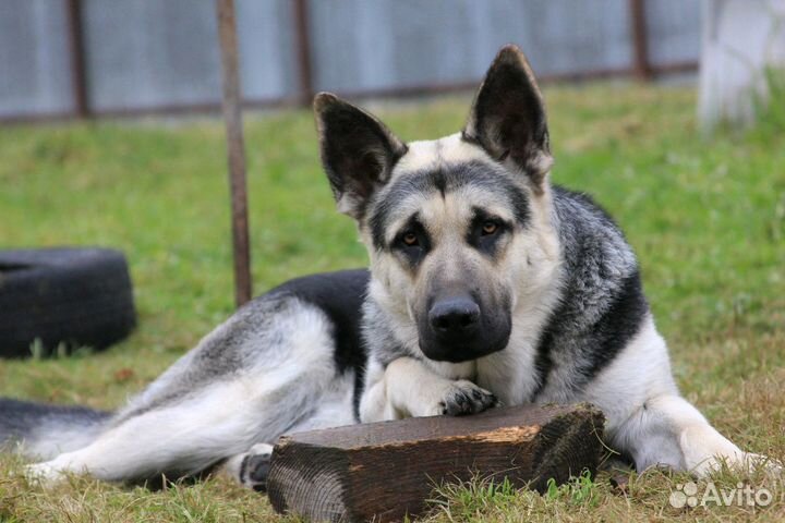 Кобель вео для вязки