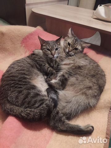 Отдам кошек в добрые руки
