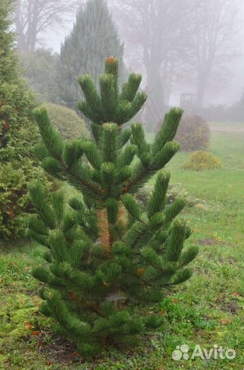 Сосна чёрная Орегон Грин, Пирамидалис