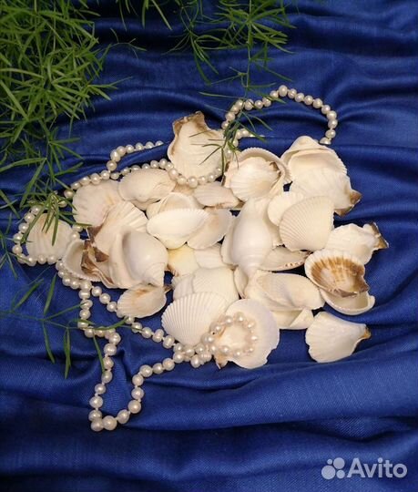 Морские ракушки