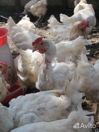 Куры несушки