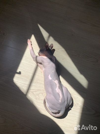 Канадский сфинкс