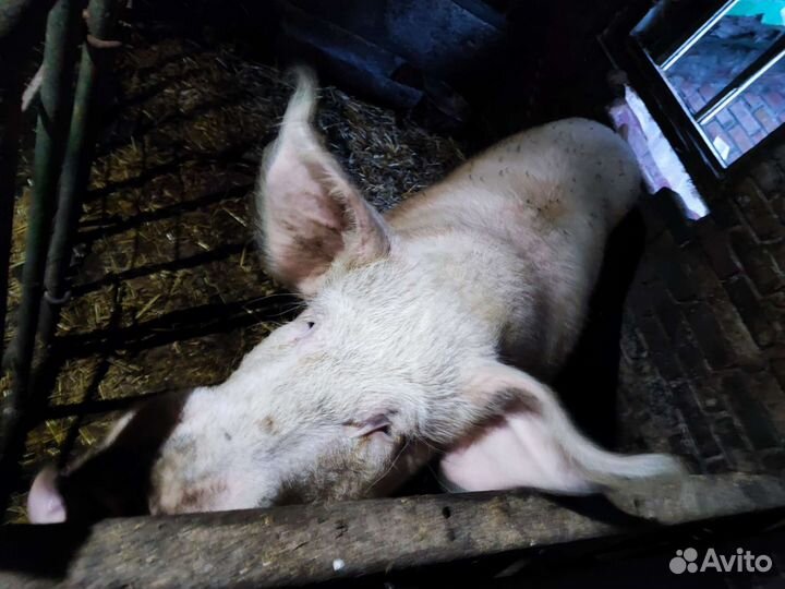 Хряк на племя