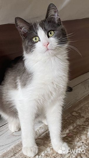 Новый дом для котика