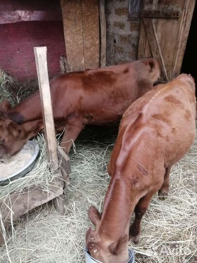 Годовалые бычки, тёлки