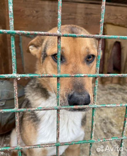 Есть только приютский вольер