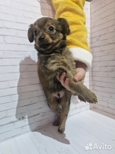 Щенки чихуахуа