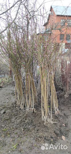 Саженцы персика