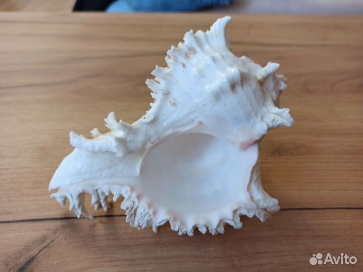 Морская раковина