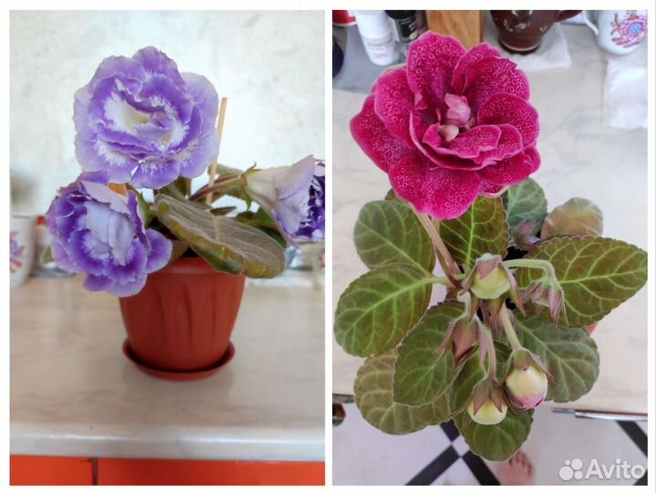 Глоксинии цветущие