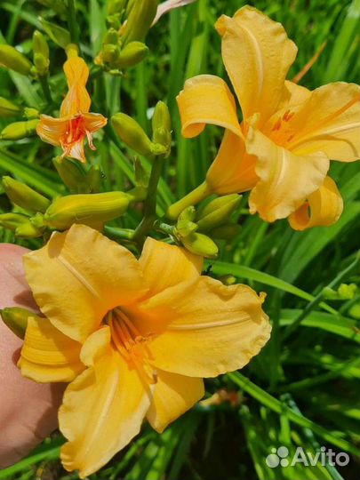 Лилейник сортовой