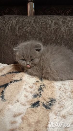 Британские котята