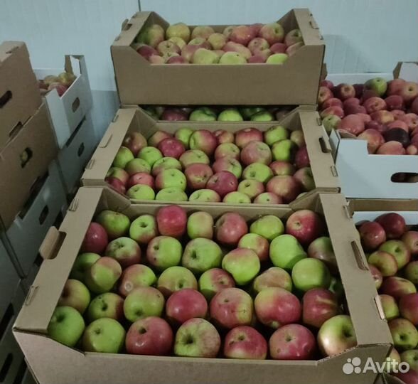 Яблоки Оптом. Сорт Айдаред