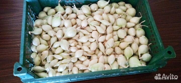 Лук семейный на посадку озимый 2 сорта