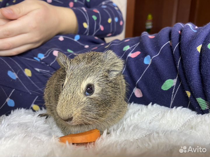 Морская свинка девочка