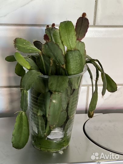 Рапсалидопсис