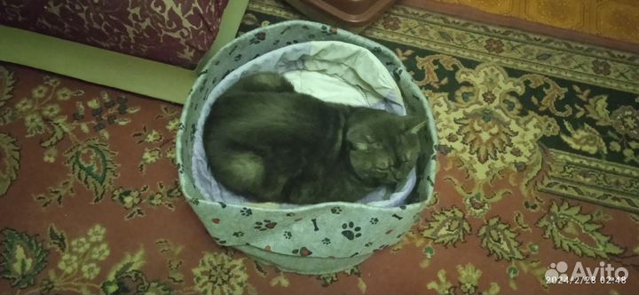 Британский кот